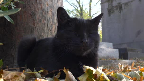 Paris France October 2018 Eine Schwarze Katze Ruht Auf Dem — Stockvideo