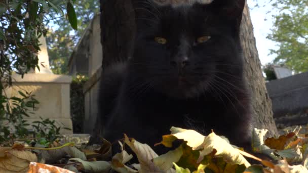 Paris France October 2018 Black Cat Resting Montmartre Cemetery Paris — Stock Video