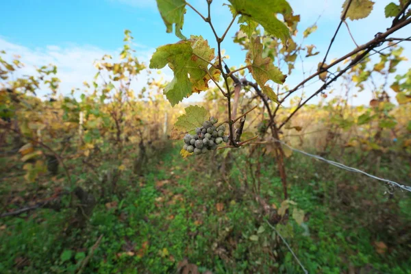 Vosne Romanee France Oktober 2018 Weinberg Vosne Romanee Cote Nuits — Stockfoto