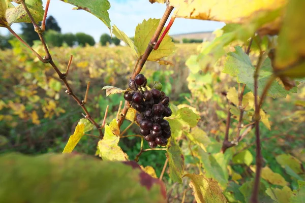 Vosne Romanee Francja Października 2018 Winnica Vosne Romanee Cote Nuits — Zdjęcie stockowe