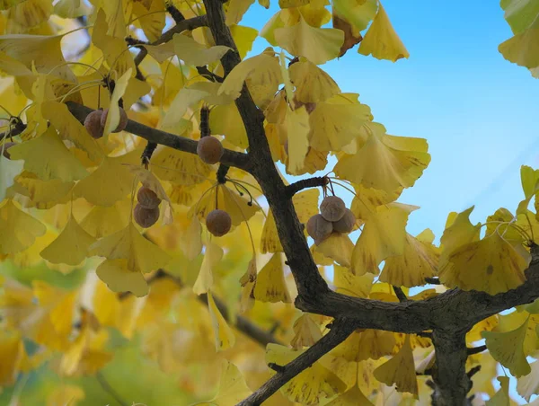 Tokyo Japan November 2018 Volledig Gerijpt Ginkgo Noten Late Herfst — Stockfoto