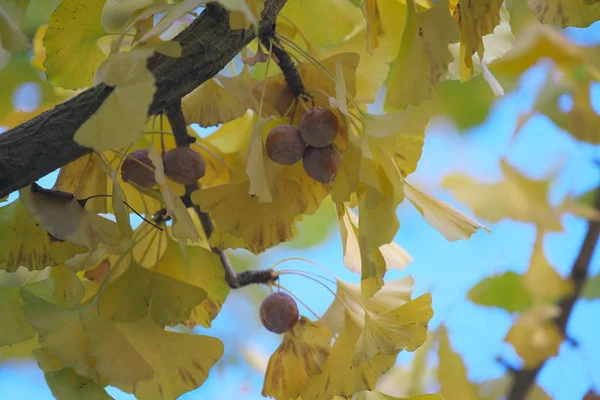 Tóquio Japão Novembro 2018 Nozes Ginkgo Totalmente Amadurecidas Manhã Final — Fotografia de Stock