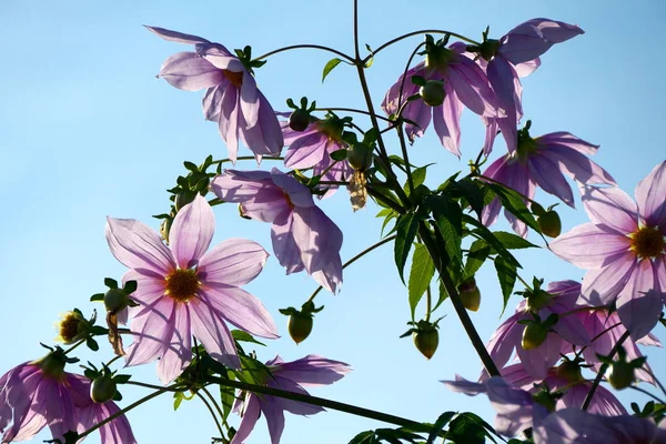 Tokyo,Japan-November 25, 2018: Dahlia imperialis or Tree dahlia, called the king of the dahlias