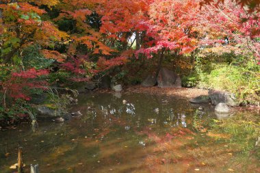 Tokyo, Japonya-Kasım 29,2018: Bir Japon Bahçe erken kış Tokyo