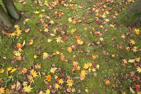 Tokyo Japon Novembre 2018 Feuilles Tombées Sur Mousse Dans Jardin — Photo