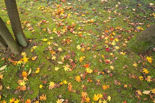 Tóquio Japão Novembro 2018 Folhas Caídas Musgo Jardim Japonês Início — Fotografia de Stock