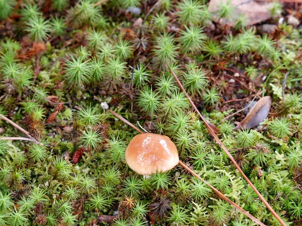 Kjóto Japonsko Září 2015 Shugakuin Císařské Vily Nebo Shugakuin Rikyu — Stock fotografie