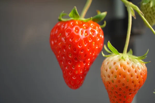 静冈县 2018年12月20日 12月草莓及其花卉特写镜头 他们的品种名称或品种名称是贝尼 这在日语中意味着面颊被弄红 — 图库照片