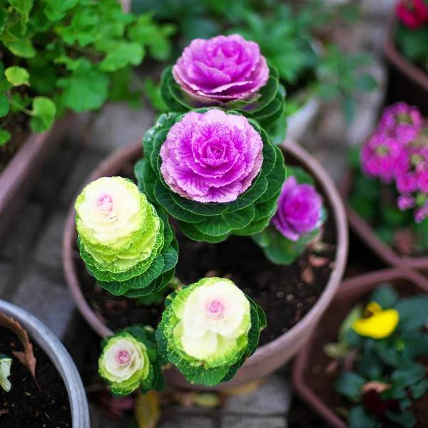 Tokyo,Japan-December 25, 2018: Soft Focus Ornamental cabbages in winter