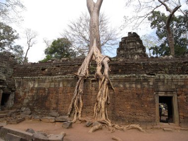 Siem Reap, Kamboçya-Mart 9, 2008: Siem Reap Ta Prohm tapınağında hasarlı binalar. Çoğu kökleri değil kaplı veya henüz yıl 2008 korumalı. 