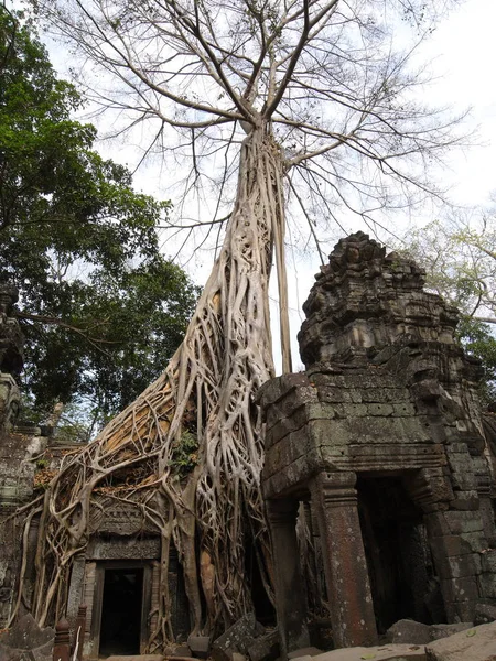 Siem Reap, Kamboçya-Mart 9, 2008: Siem Reap Ta Prohm tapınağında hasarlı binalar. Çoğu kökleri değil kaplı veya henüz yıl 2008 korumalı. 