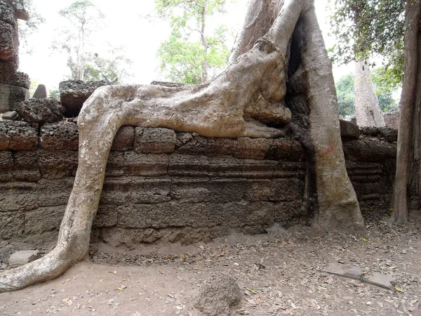 Siem Reap Camboya Marzo 2008 Edificios Dañados Templo Prohm Siem —  Fotos de Stock