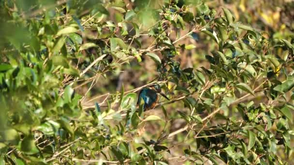 Tokyo Japan December 2018 Alcedo Atthis Kingfisher Halcyon Branch Pond — Stock Video