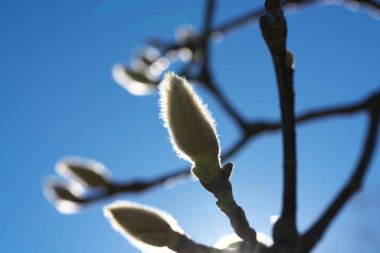 Tokyo, Japonya-Aralık 30, 2018: Manolya tomurcukları heptapeta kış parlak mavi gökyüzü arka plan üzerinde
