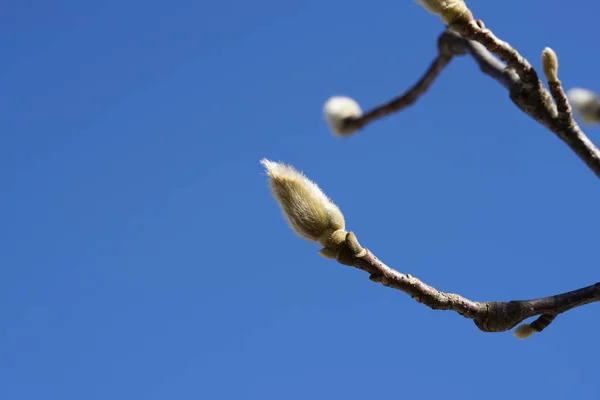 Tóquio Japão Dezembro 2018 Buds Magnolia Heptapeta Bright Blue Sky — Fotografia de Stock