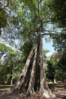 Kampong Thom, Kamboçya-12 Ocak 2019: Kamboçya'daki Sambor Prei Kuk'taki Prasat Tor Bölgesinde Büyük Tetrameles ağaçları