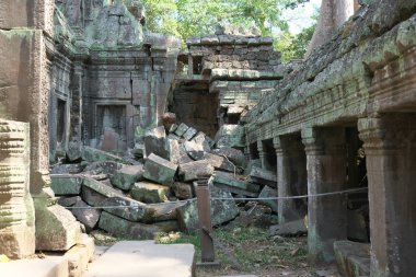 Siem Reap, Kamboçya-Januay 11, 2019: Bir spung veya Tetrameles Ta Phrom Tapınağı Siem Reap, Kamboçya'galeride boyunca çalışan kökleri