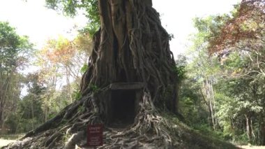Prasat Sambour, Kamboçya-Ocak 12, 2019: Kamboçya'da Prasat Sambour Prasat Chrey veya N18 ağacında