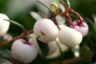 Tokyo, Japonya-Şubat 7, 2019: Meyve Şili Pernettya veya Pernettya mucronata veya Gaultheria mucronata veya dikenli heath