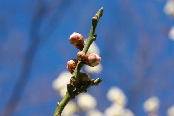 Tokio Japón Febrero 2019 Buds Japanese Plum Ume Blossom February — Foto de Stock