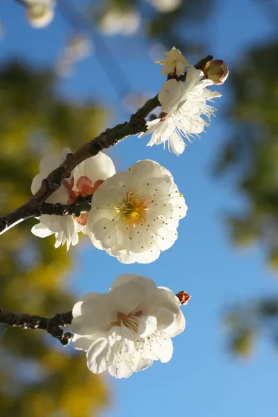 Tokyo Japan Februar 2019 Japanische Pflaumenblüte Ume Februar — Stockfoto