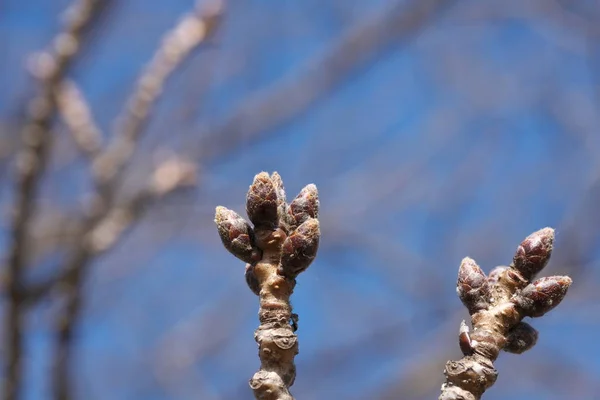 Tokyo Japan Februar 2019 Die Knospen Der Kirschblüten Einen Monat — Stockfoto