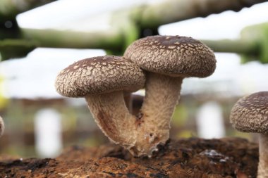 Chiba, Japonya-19 Şubat 2019: Yakın çekim Shiitake mantar talaş ekimi yatakta 
