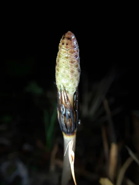 Tokio März 2019 Junger Schachtelhalm Oder Equisetum Telmateia Auf Schwarzem — Stockfoto