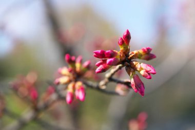 Tokyo, Japonya-Mart 5, 2019: Prunus incamp cv. Okame veya Okame kiraz veya Okamezakura