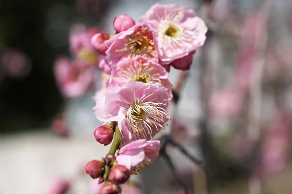 Tokyo,Japan-March 5, 2019: Japanese Plum (ume) blossoms