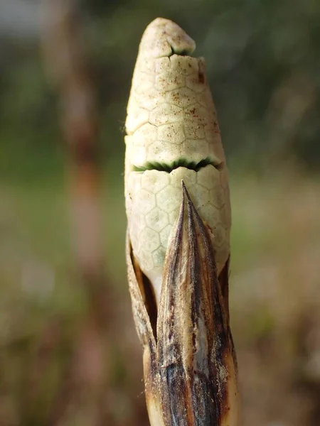 Tokyo Giappone Marzo 2019 Giovane Coda Cavallo Equisetum Telmateia Primavera — Foto Stock