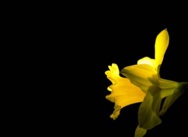 Tokyo, Japonya-Mart 17, 2019: Nergis Closeup veya siyah arka plan üzerine nergis