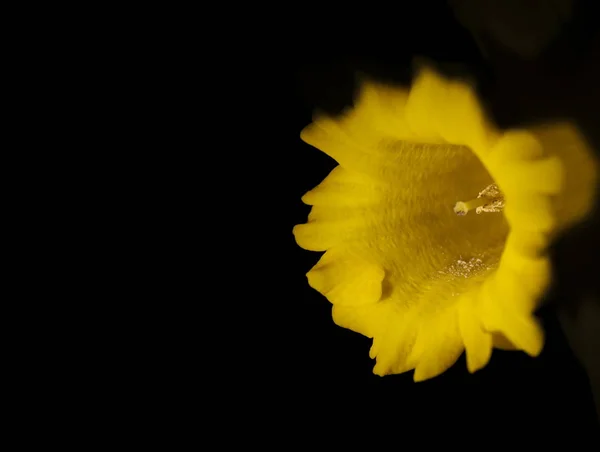 Tokio Japón Marzo 2019 Primer Plano Narciso Narciso Sobre Fondo — Foto de Stock