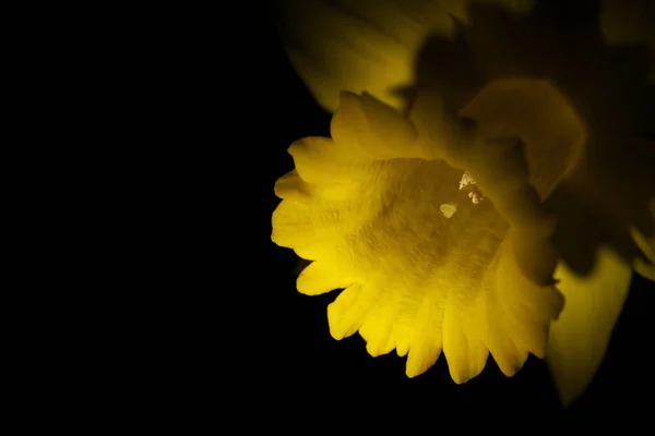 Τόκιο Ιαπωνία Μαρτίου 2019 Closeup Του Νάρκισσου Daffodil Μαύρο Φόντο — Φωτογραφία Αρχείου