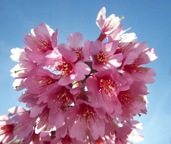 Tokyo Giappone Marzo 2019 Accampamento Prunus Okame Okame Ciliegia Okamezakura — Foto Stock