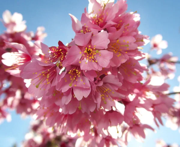 Tokyo Japonya Mart 2019 Prunus Incamp Okame Veya Okame Kiraz — Stok fotoğraf