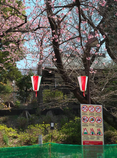 2019 東京都上野公園の桜 — ストック写真
