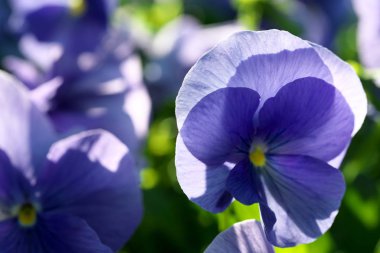 Tokyo, Japonya-Mart 27, 2019: Arkadan aydınlatmalı ışık mavi Hercai Menekşe sabah