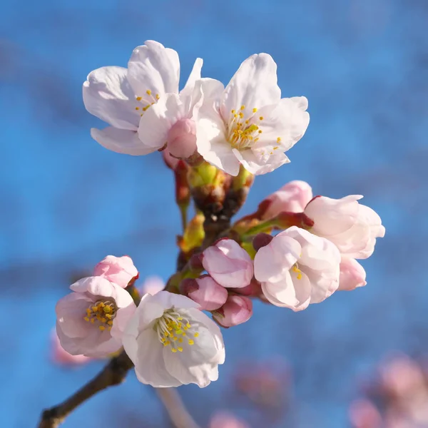 Tokyo Japan März 2019 Kirschblütenknospen Sind Bereit Tokyo Japan Platzen — Stockfoto