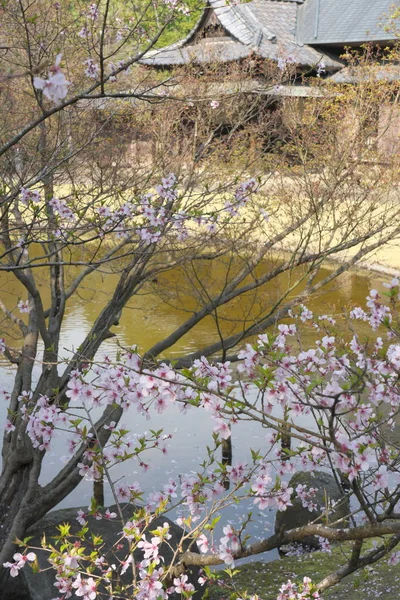 Tóquio Japão Março 2019 Flor Cerejeira Começou Tremer Tóquio Japão — Fotografia de Stock