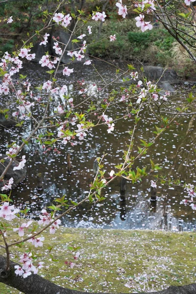 Tokyo Japán Március 2019 Cherry Blossom Kezdtek Flutter Tokyo Japán — Stock Fotó