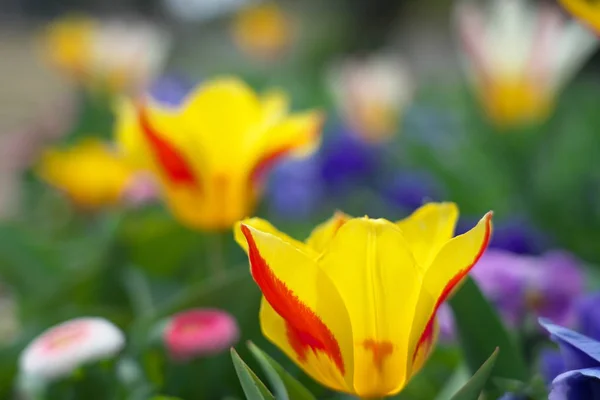 Tóquio Japão Março 2019 Tulipas Primavera Tóquio Japão — Fotografia de Stock