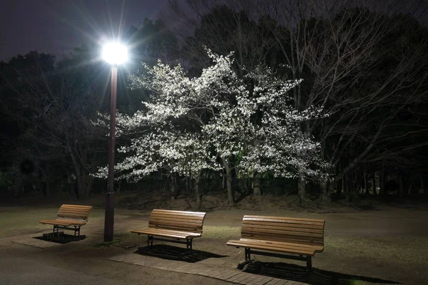 Tokyo Japan Mars 2019 Cherry Blossoms Och Bänkar Park Tokyo — Stockfoto