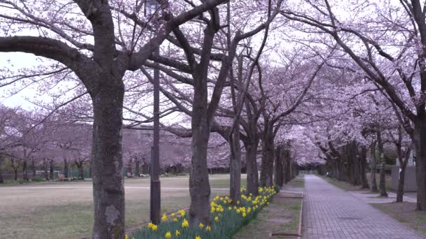 Tokyo Japan Mars 2019 Morgon Scen Körsbärsblommor Och Narcisser Med — Stockvideo