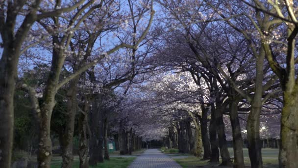 Tokio März 2019 Morgenszene Kirschblütenarkade Mit Vogelgezwitscher Einem Park Tokio — Stockvideo