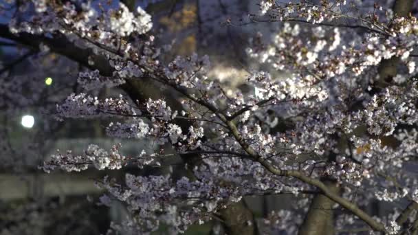 日本东京 2019年3月30日 从东京人行天桥上欣赏樱花 — 图库视频影像