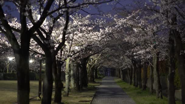 東京にある公園で鳥のさえずりと桜のアーケードの東京 2019 朝シーン — ストック動画