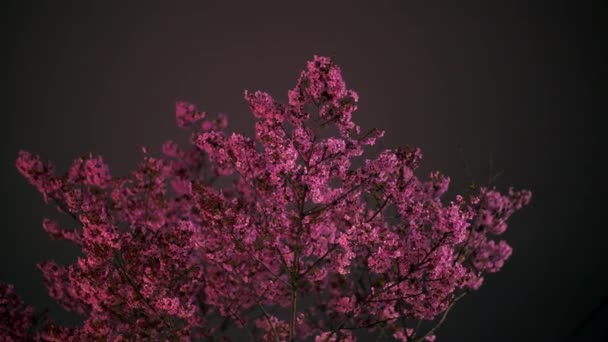 Tokyo Japán Március 2019 Piros Cseresznye Virágok Éjszaka Tokióban — Stock videók