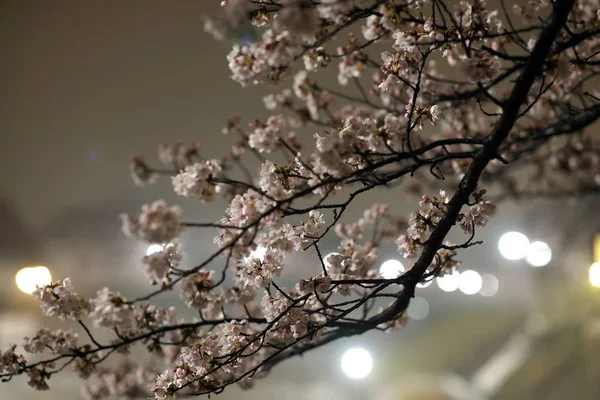 Tokyo Japan Maart 2019 Kersenbloesem Takken Een Park Tokio Regen — Stockfoto