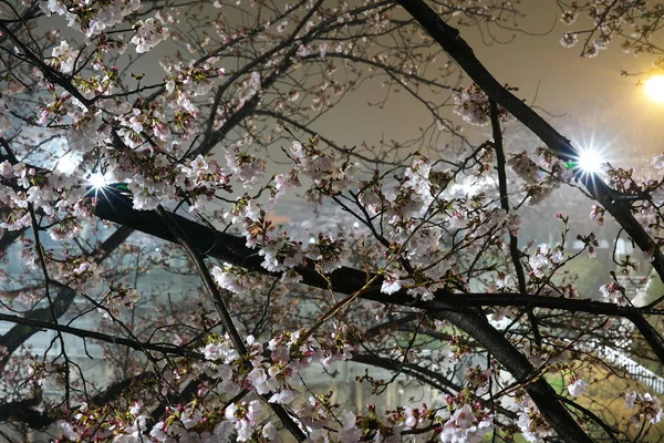 Tokio Japón Marzo 2019 Ramas Flores Cerezo Parque Tokio —  Fotos de Stock